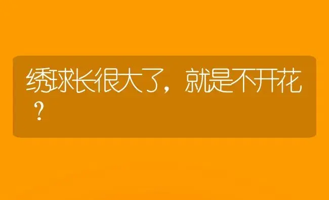 绣球长很大了，就是不开花？ | 绿植常识