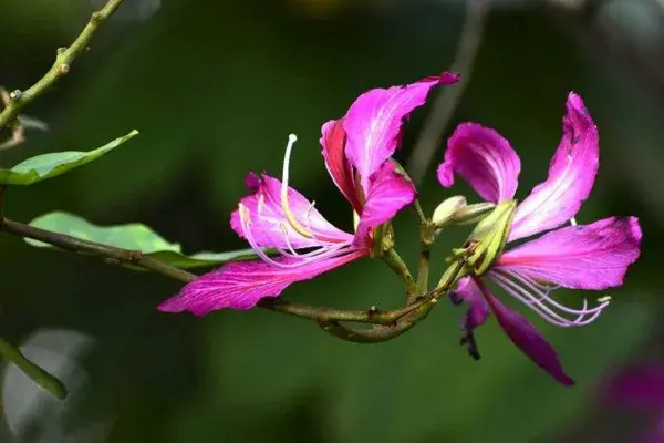 紫荆花爱情花语