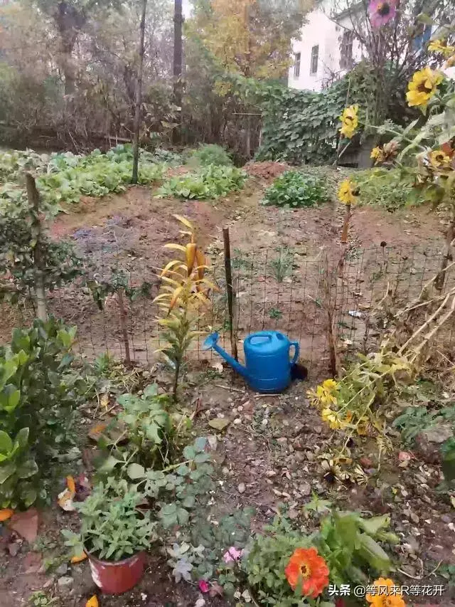 球茎植物开花后怎么处理？