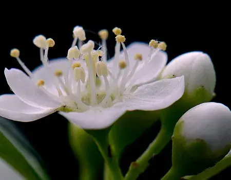 盆栽育苗 | 石楠花繁殖培育技术