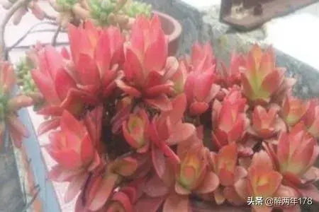 火祭多肉植物怎么养,火祭的养殖方法？