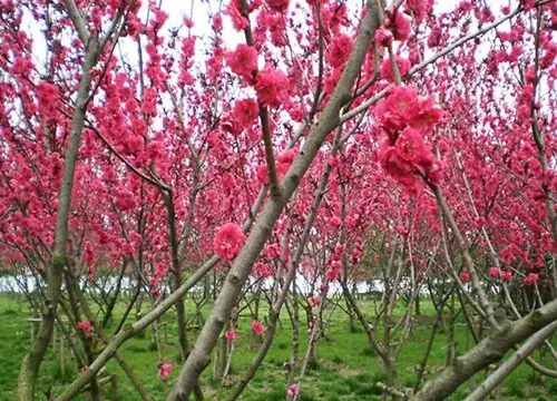 表示坚韧不拔的花 花语是坚韧不拔的花