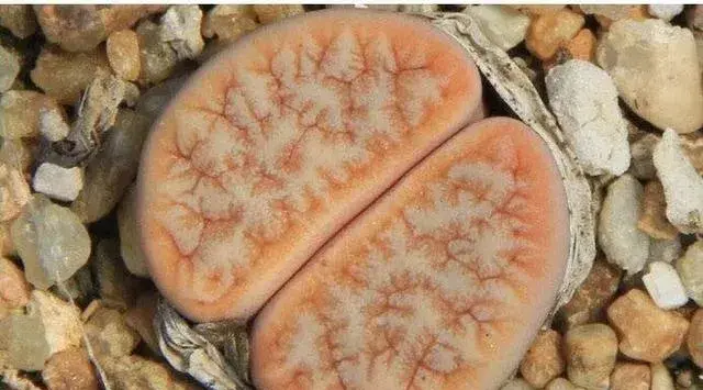 多肉小屁股品种区别