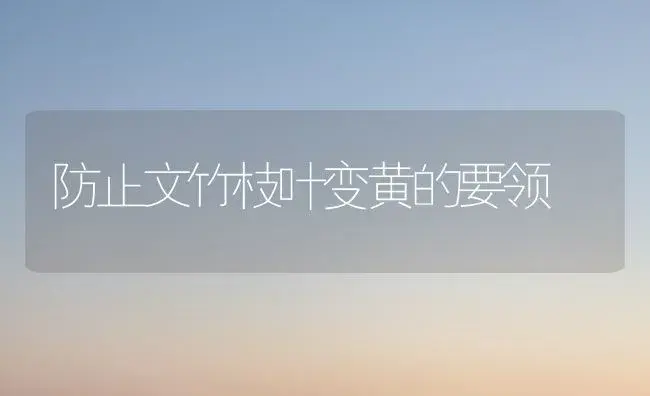 防止文竹枝叶变黄的要领 | 家庭养花