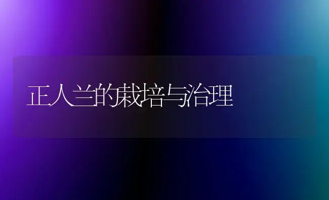 玫瑰采后保鲜处置惩罚技能 | 家庭养花