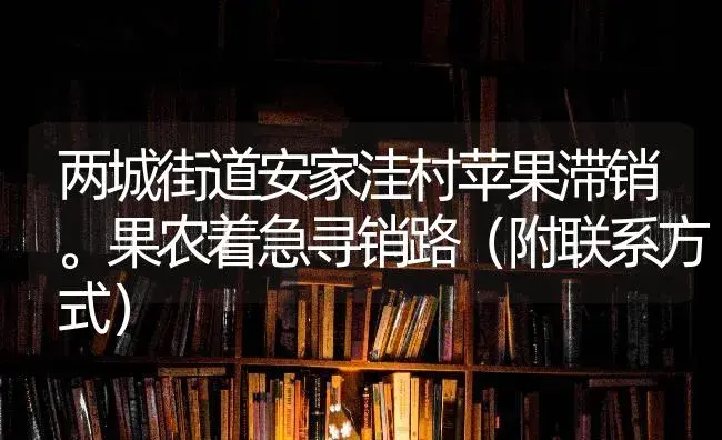 两城街道安家洼村苹果滞销。果农着急寻销路（附联系方式） | 果木种植