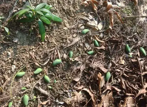 芒果落花落果如何预防？