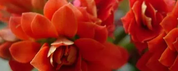 凤尾长寿花叶片白点？