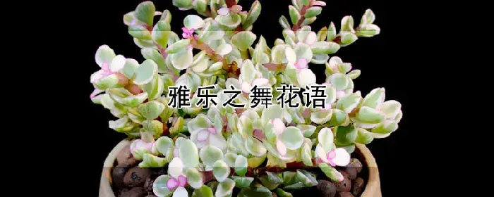 雅乐之舞花语