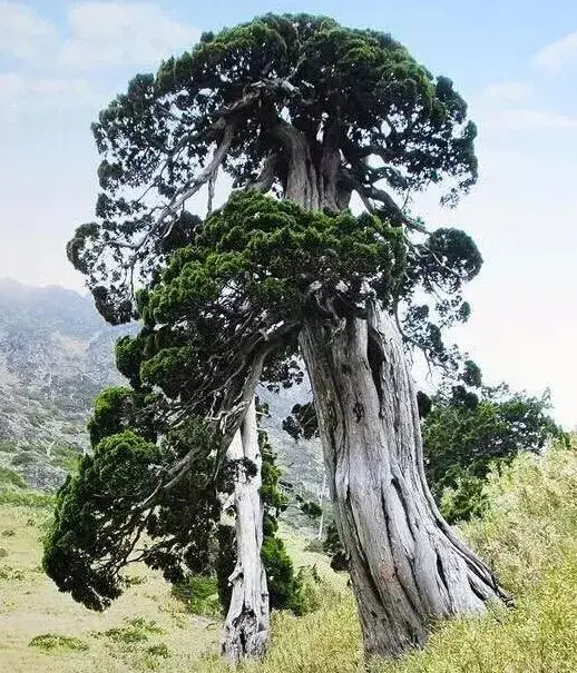 盆景知识 | 师法自然 精通造化——中国盆景艺术大师王选民