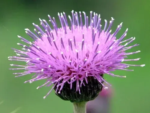 蓟花花语及传说