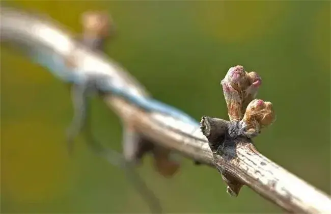 葡萄萌芽不整齐 因素及解决办法