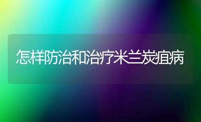 怎样防治和治疗米兰炭疽病 | 家庭养花