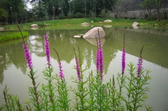 千屈菜的花语和传说，孤独的守护之花