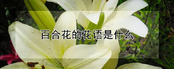 百合花的花语是什么