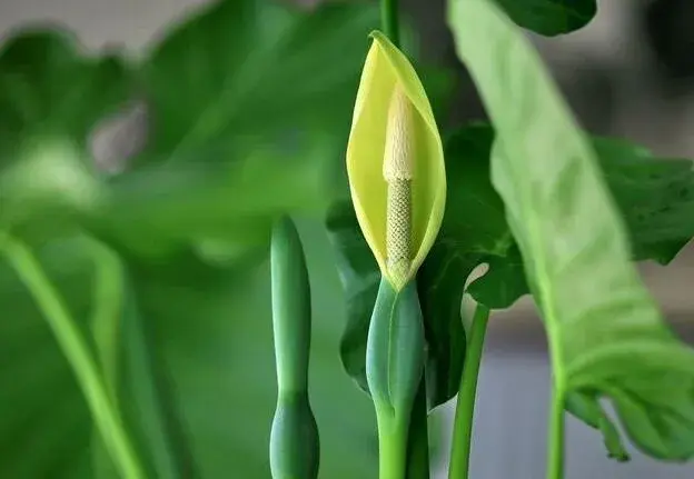 滴水莲开花吗，滴水莲的花期和滴水莲的花语