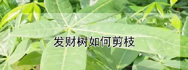 发财树如何剪枝