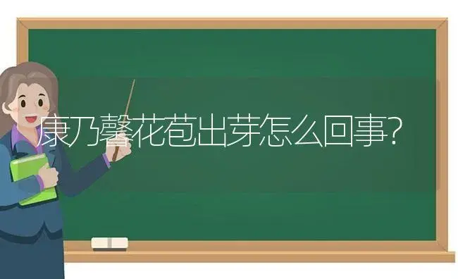 康乃馨花苞出芽怎么回事？ | 绿植常识