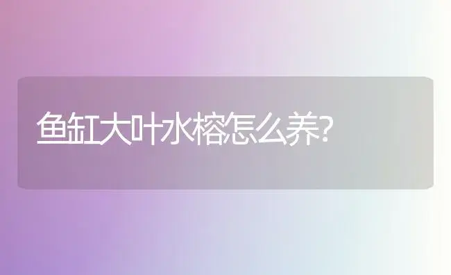 鱼缸大叶水榕怎么养？ | 绿植常识