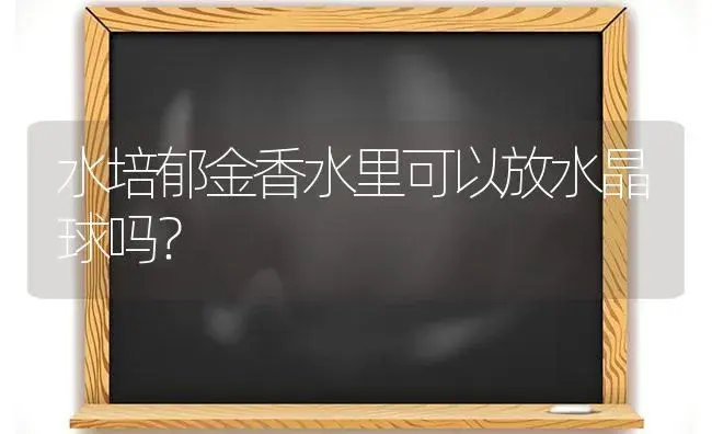 水培郁金香水里可以放水晶球吗？ | 绿植常识