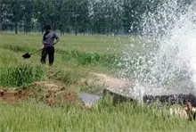 小麦浇完灌浆水，为什么却干枯了