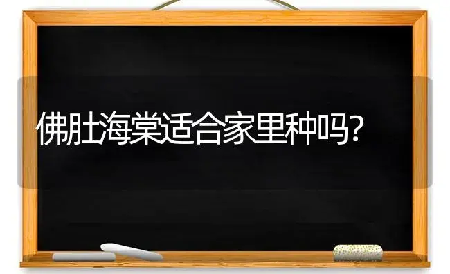 佛肚海棠适合家里种吗？ | 绿植常识