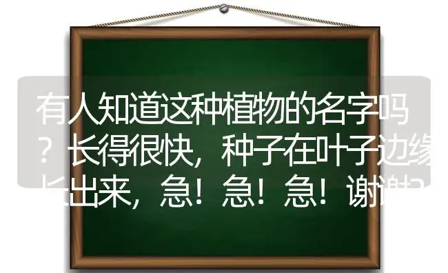 有人知道这种植物的名字吗？长得很快,种子在叶子边缘长出来,急！急！急！谢谢？ | 多肉养殖