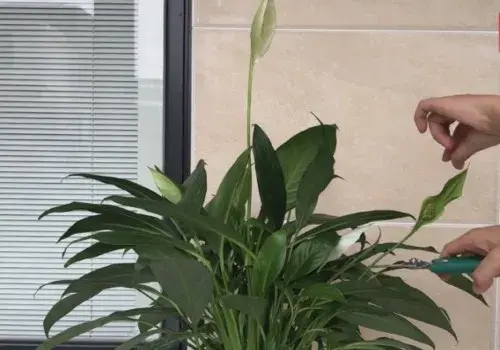 盆景养护管理 | 白掌开花后变绿了怎么办