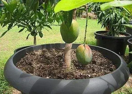 花卉果蔬盆景 | 菠萝蜜的核盆栽步骤