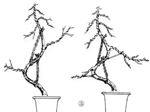 盆栽造型 | 盆景拿弯技术图解