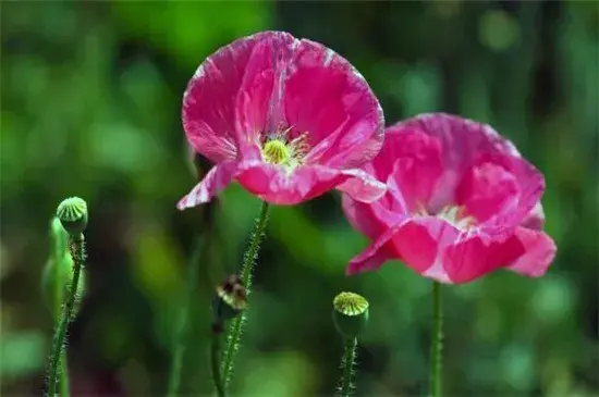 罂粟花的花语