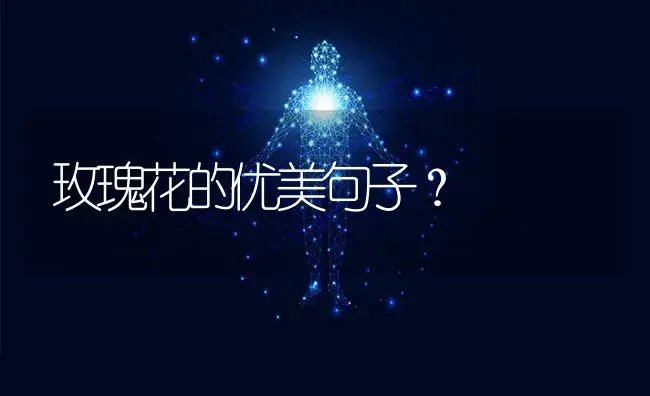 玫瑰花的优美句子？ | 绿植常识