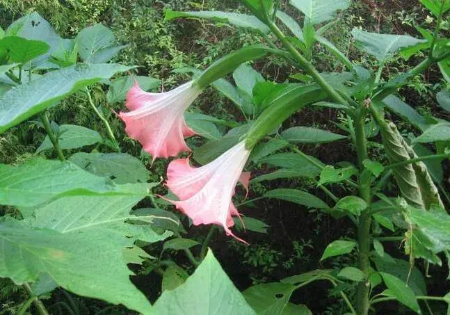 洋金花的花语是什么，黑暗死亡和欺诈/幸福希望和理性