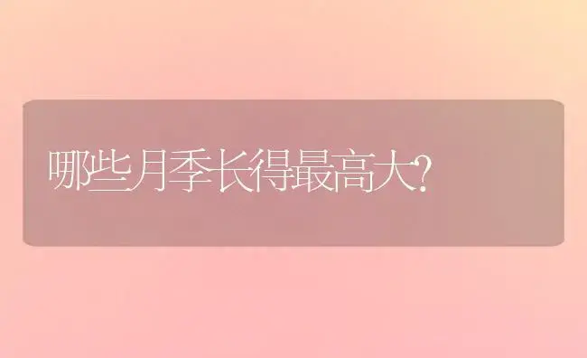 哪些月季长得最高大？ | 绿植常识