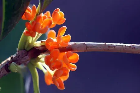 桂花的花语是什么