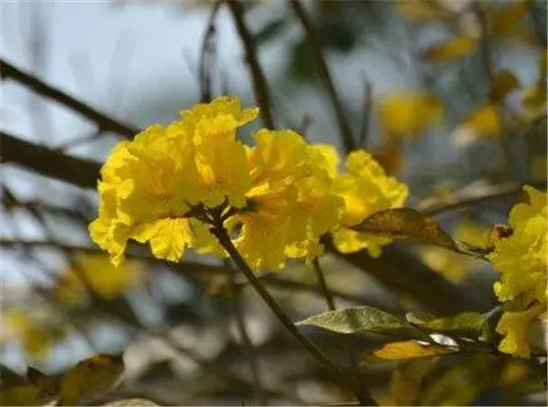 银钟花花期和花语 银钟花种植技术