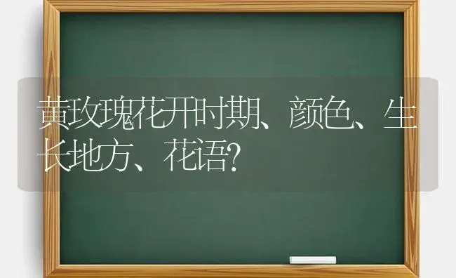 黄玫瑰花开时期、颜色、生长地方、花语？ | 绿植常识