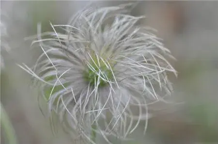 白头翁的花语和传说