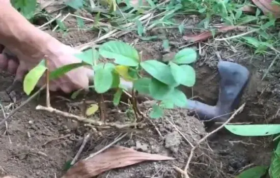 树木盆景 | 番石榴下山桩怎样移栽