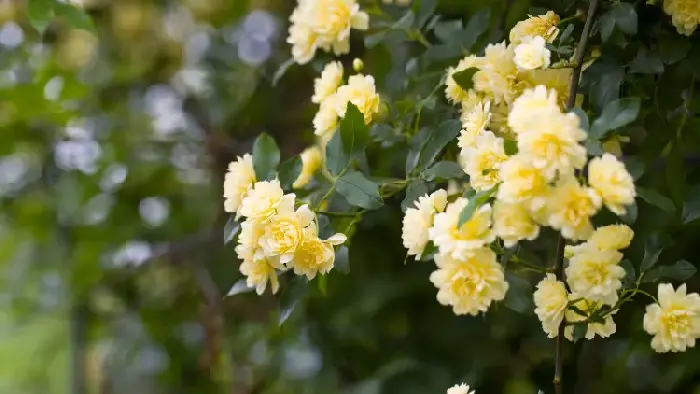 木香花花语