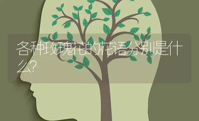 各种玫瑰花的花语分别是什么？ | 绿植常识