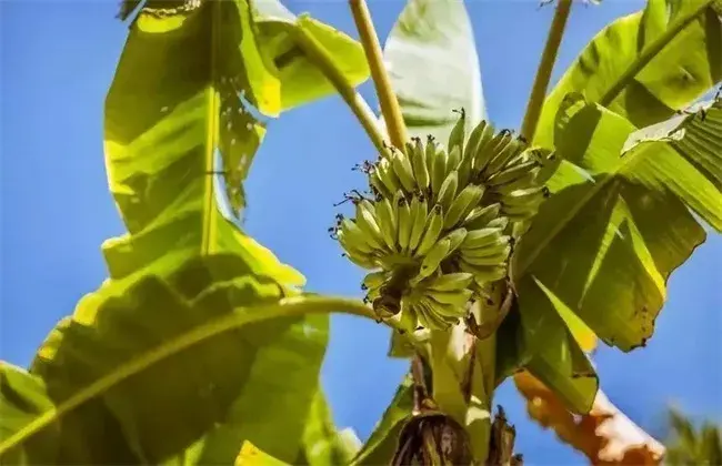 香蕉裂果的预防方法