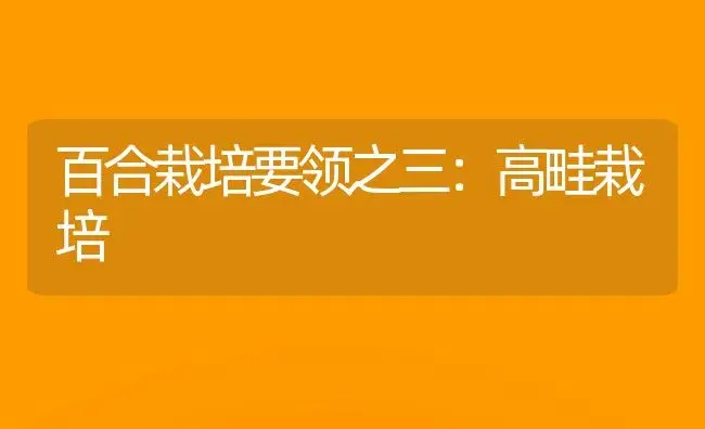 百合栽培要领之三：高畦栽培 | 家庭养花