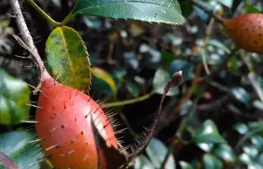 金樱子种子的种植与管理