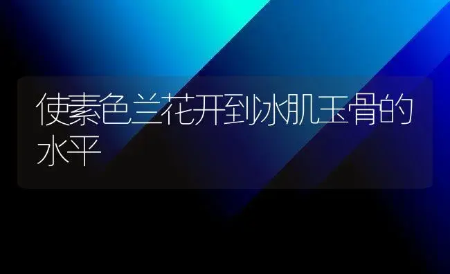 使素色兰花开到冰肌玉骨的水平 | 家庭养花