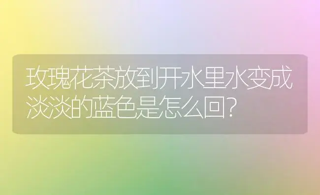 玫瑰花茶放到开水里水变成淡淡的蓝色是怎么回？ | 绿植常识