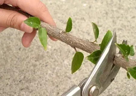 盆栽育苗 | 植物扦插繁殖新技术图解