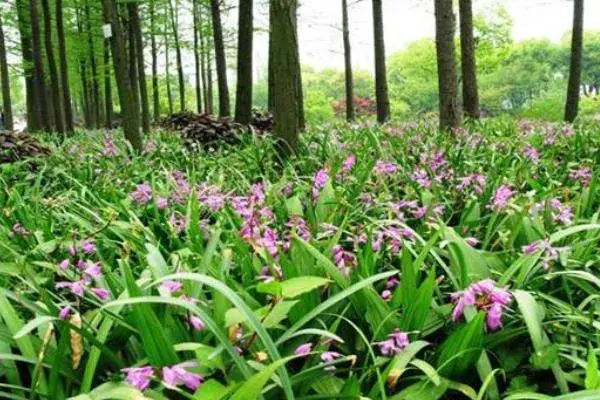 农村种白芨赚钱吗，附成本利润分析