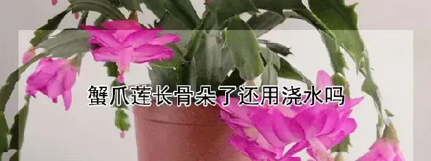 蟹爪莲长骨朵了还用浇水吗