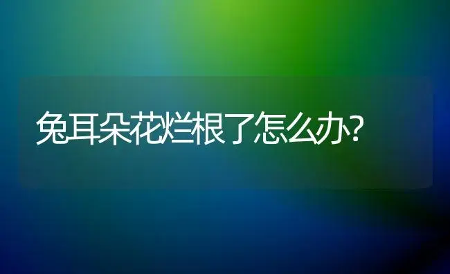 兔耳朵花烂根了怎么办？ | 多肉养殖